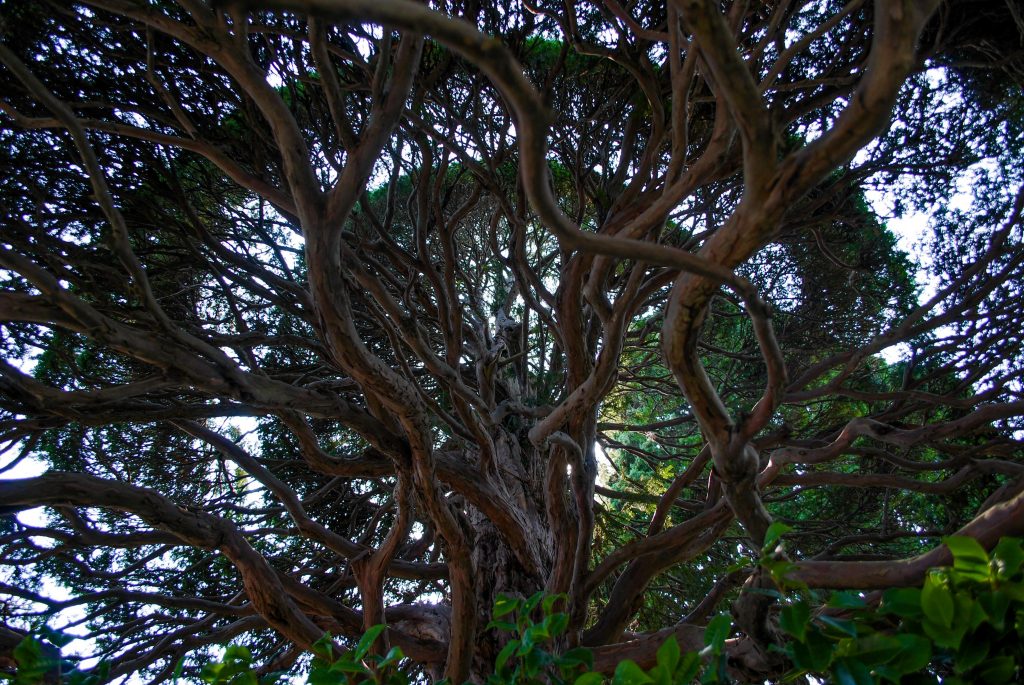 Foto di un albero con molti rami visto da sotto