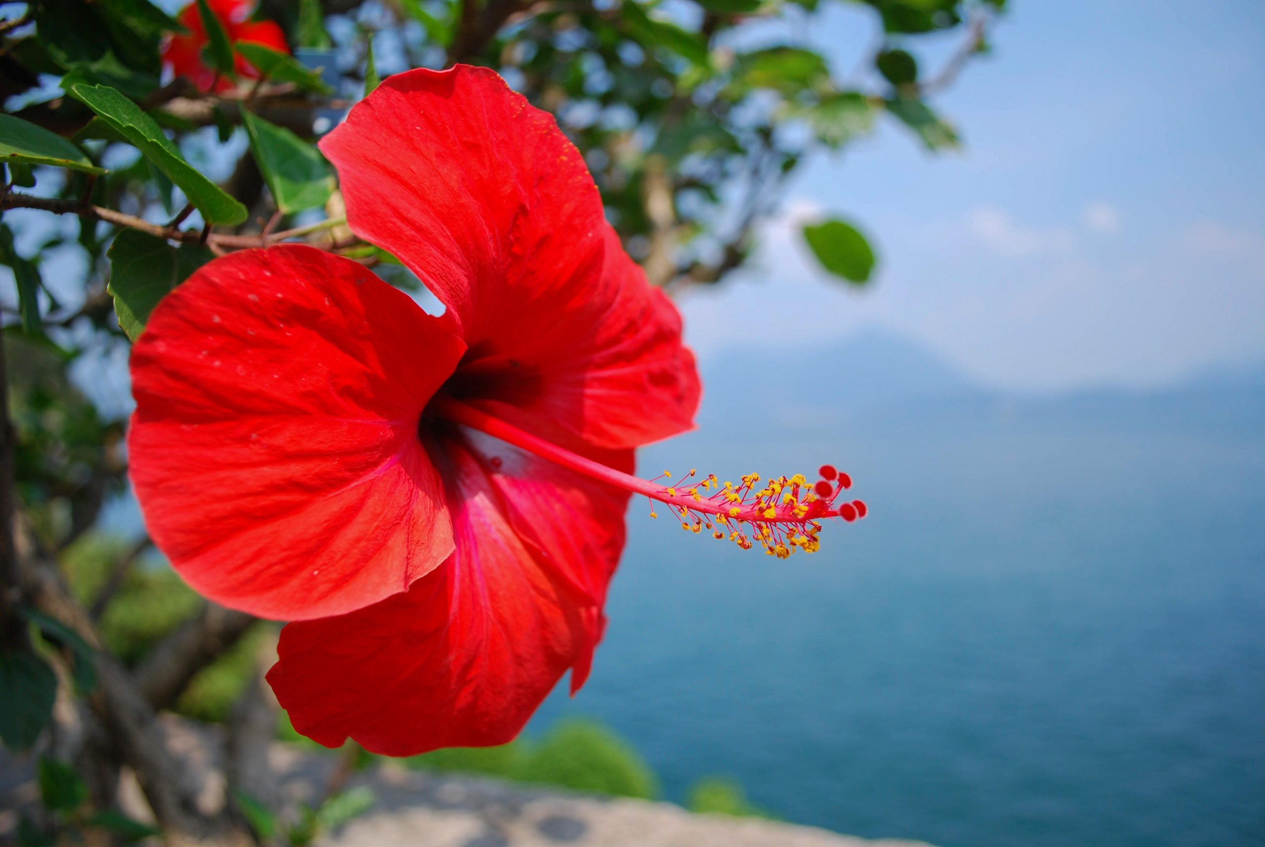 A red flower with Lake Como in background