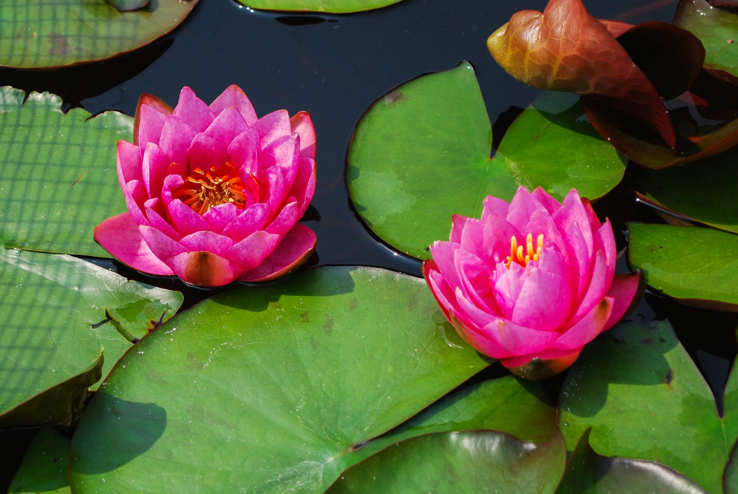 Ninfee rosa in fiore a galla sopra uno stagno