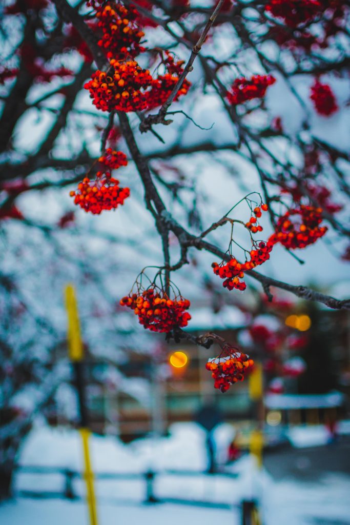 Grappoli di bacche rosse pendono dai rami spogli di un albero, risaltando contro uno sfondo invernale di neve e luci soffuse, che creano un suggestivo contrasto tra i colori caldi delle bacche e il paesaggio freddo.