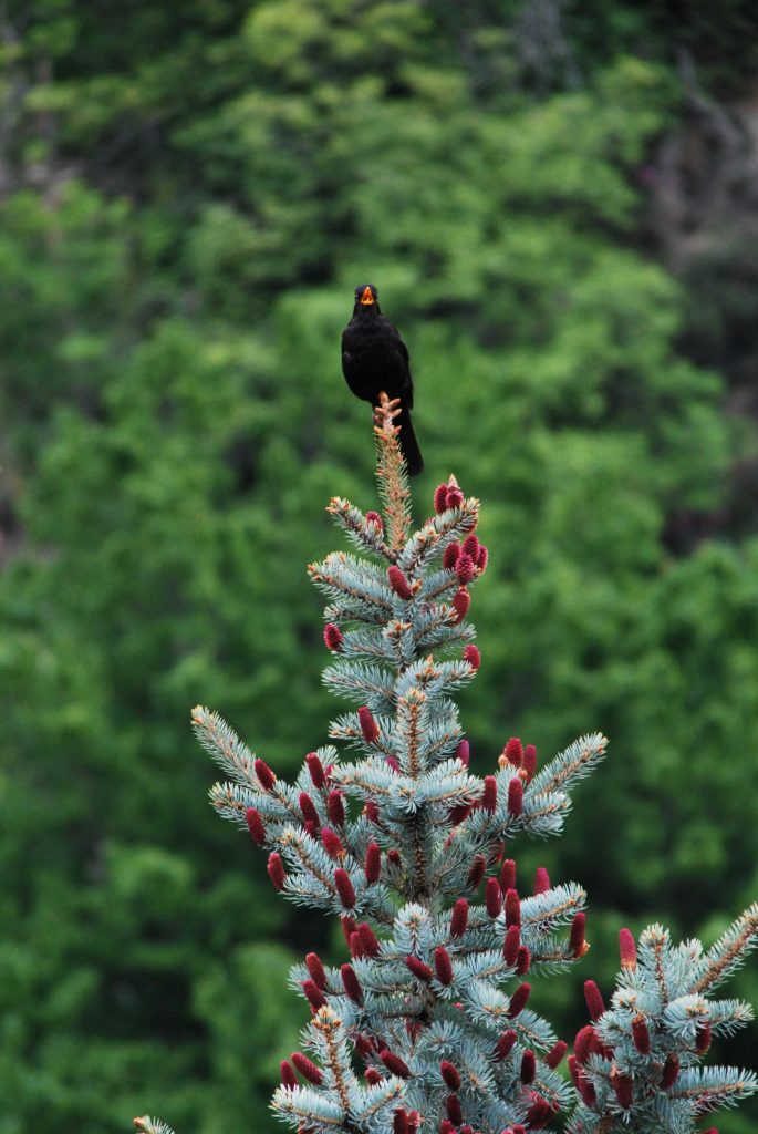 A bird singing on top of a tree