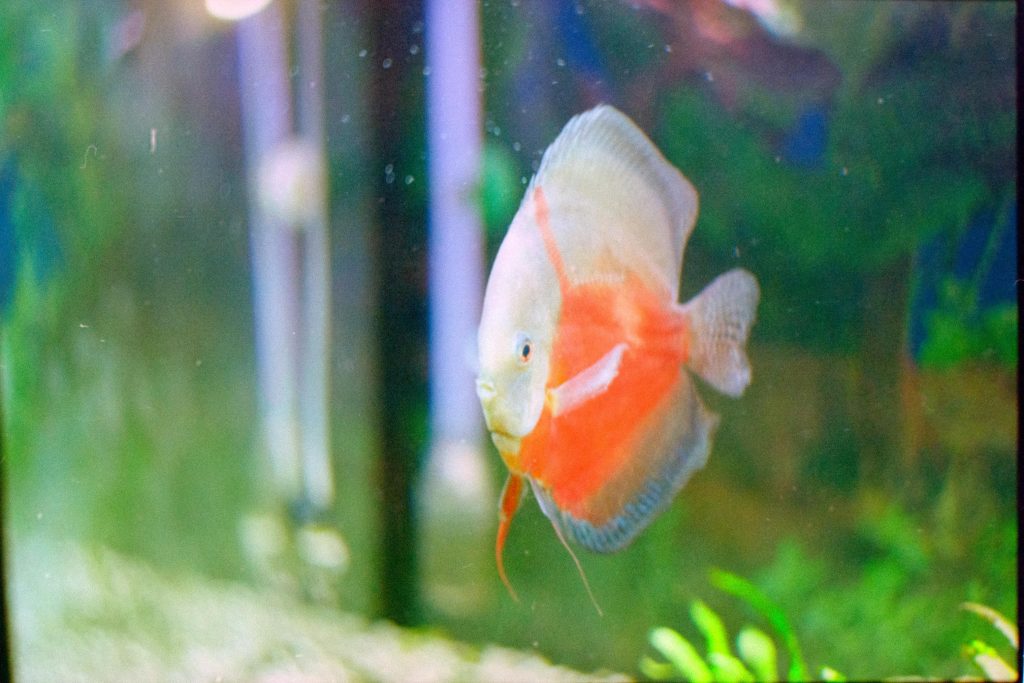 A tropical fish with an orange belly and a white back with white fins, swimming in a fishtank with green background