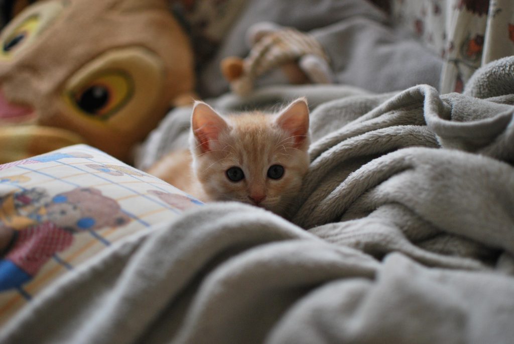 Un cucciolo di gatto in mezzo a delle coperte pronto a saltare per un agguato