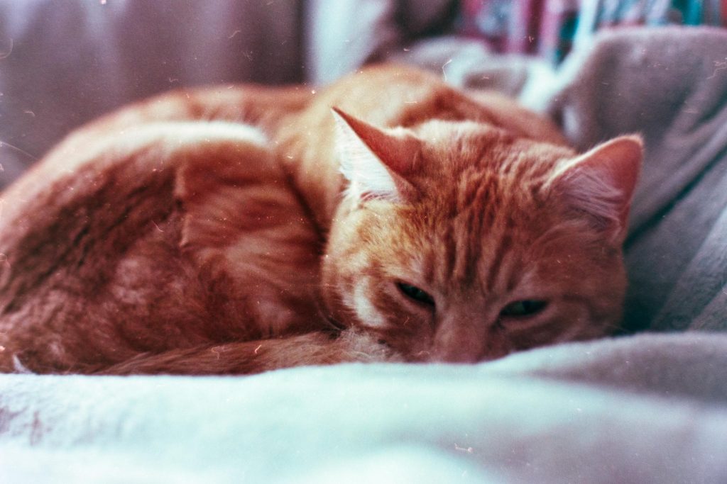 A orange cat resting on a couch and slightly opening its eyes to look in the camera