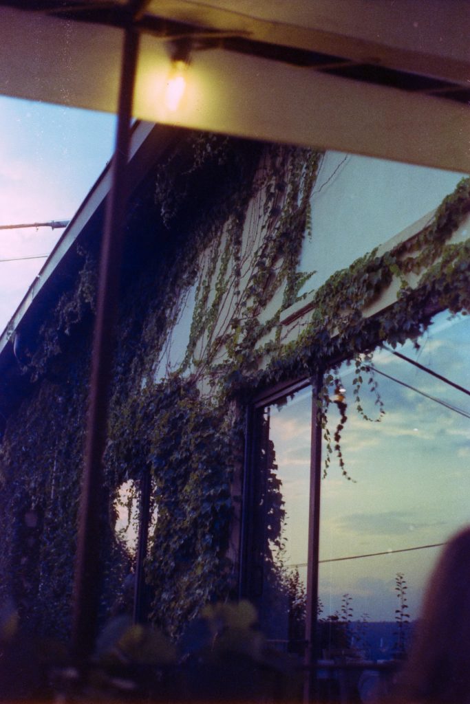 A window surrounded by plants reflecting the sunset's light