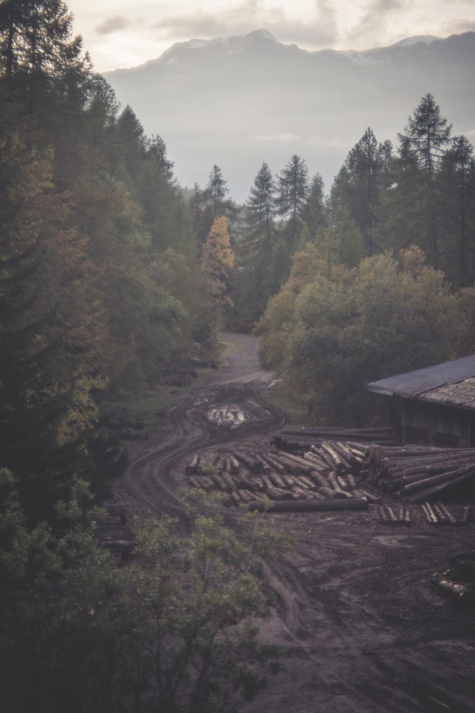 The main road for the ghost village taken over by mud and surrounded by trees and chopped wood