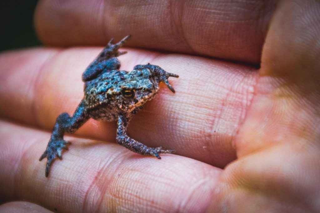 A small frog on a human hand